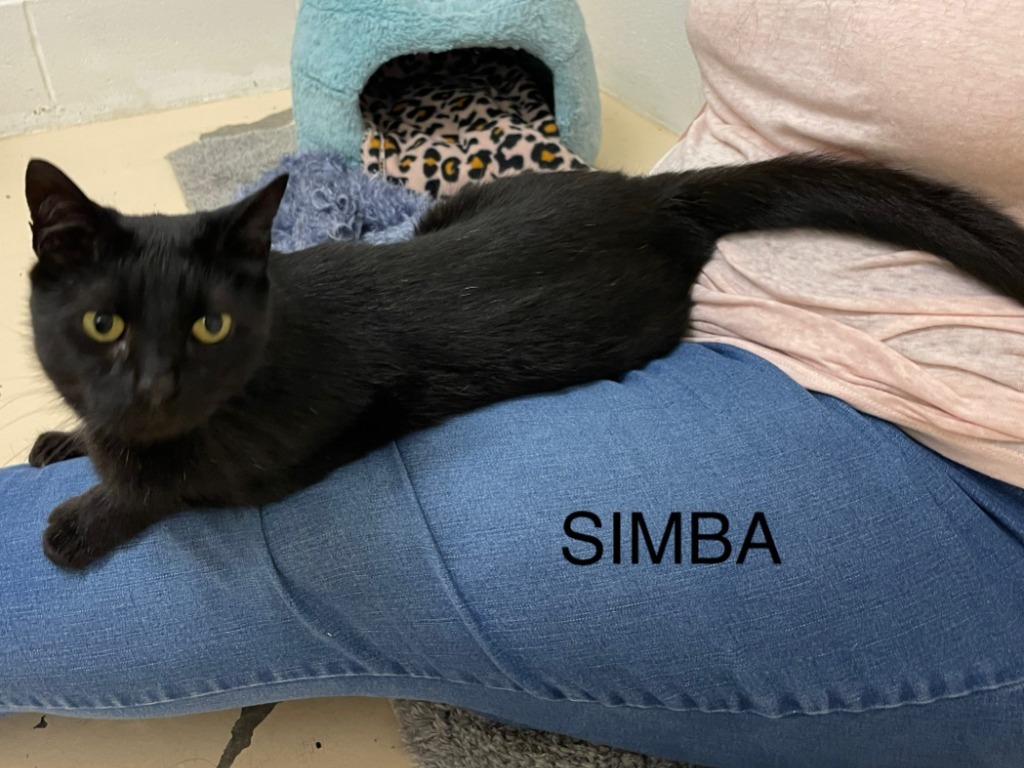 Simba