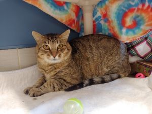 Good day to all Im Tora a five-year-old boy looking for someone like you to be my forever friend