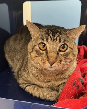 Good day to all Im Tora a five-year-old boy looking for someone like you to be my forever friend