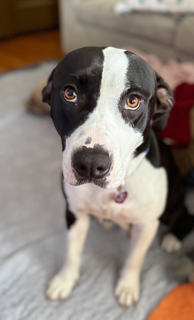 Petunia