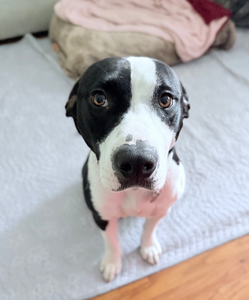 Petunia