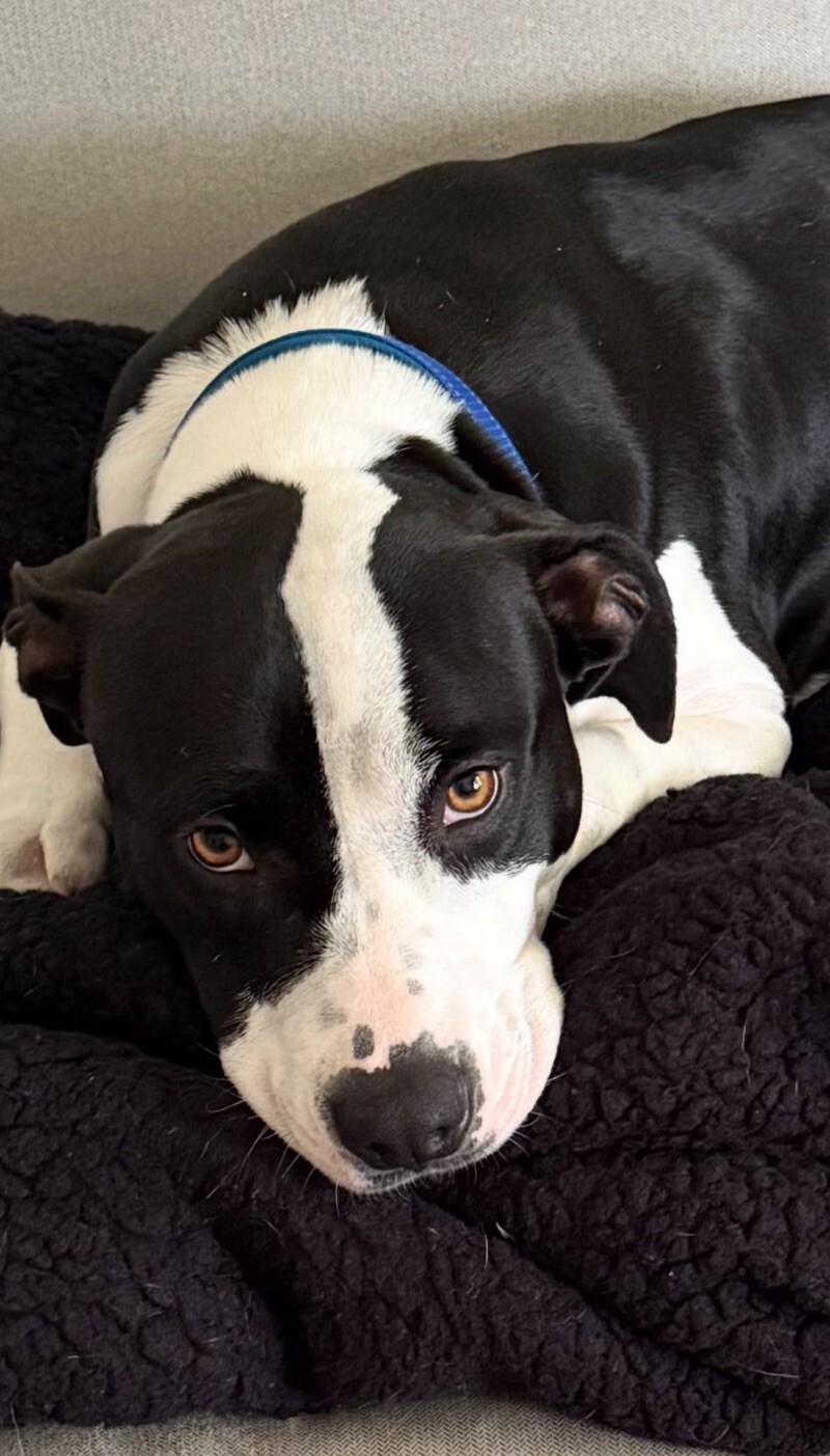 Petunia