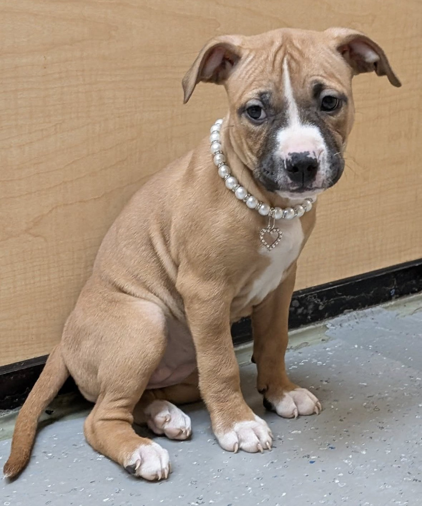 Kona