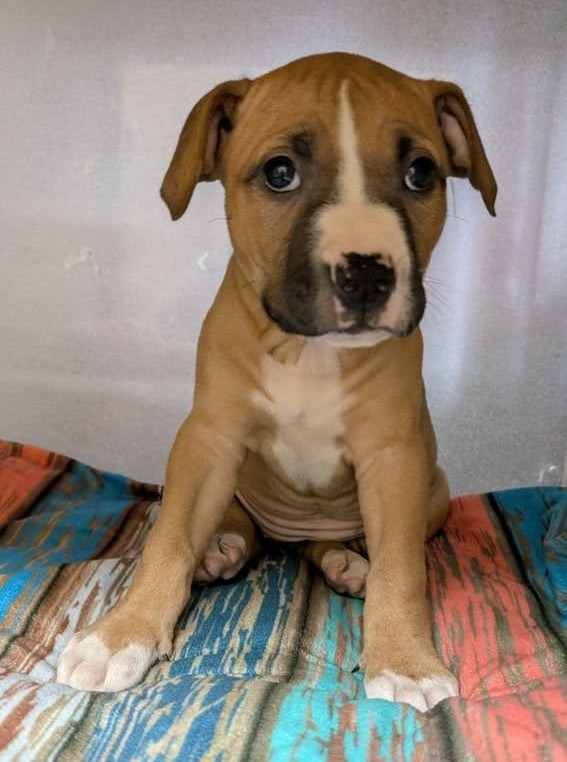 Kona