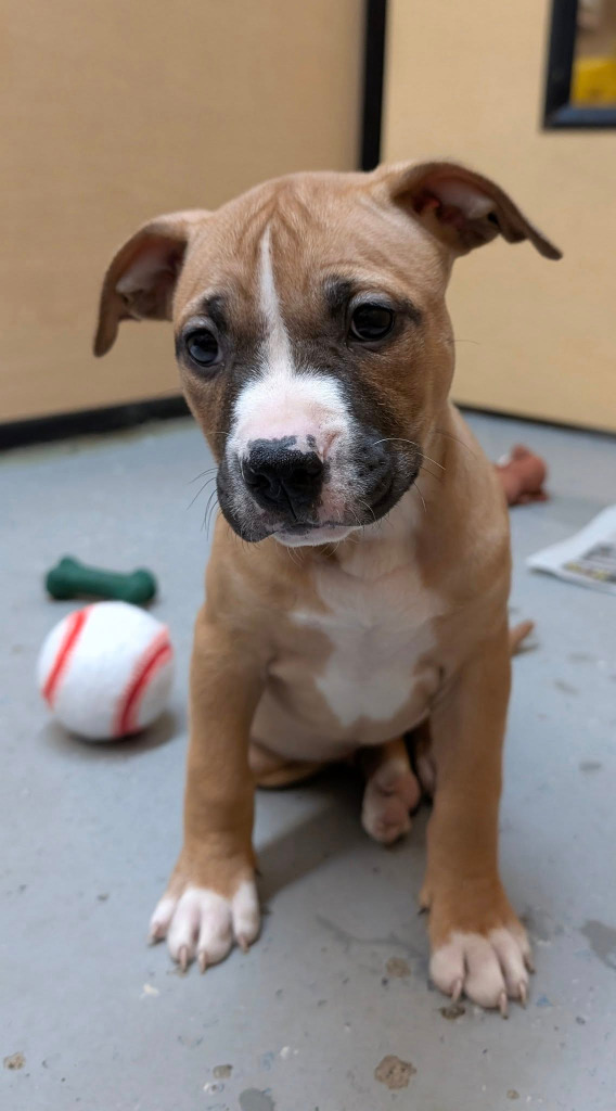 Kona