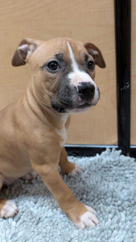 Kona