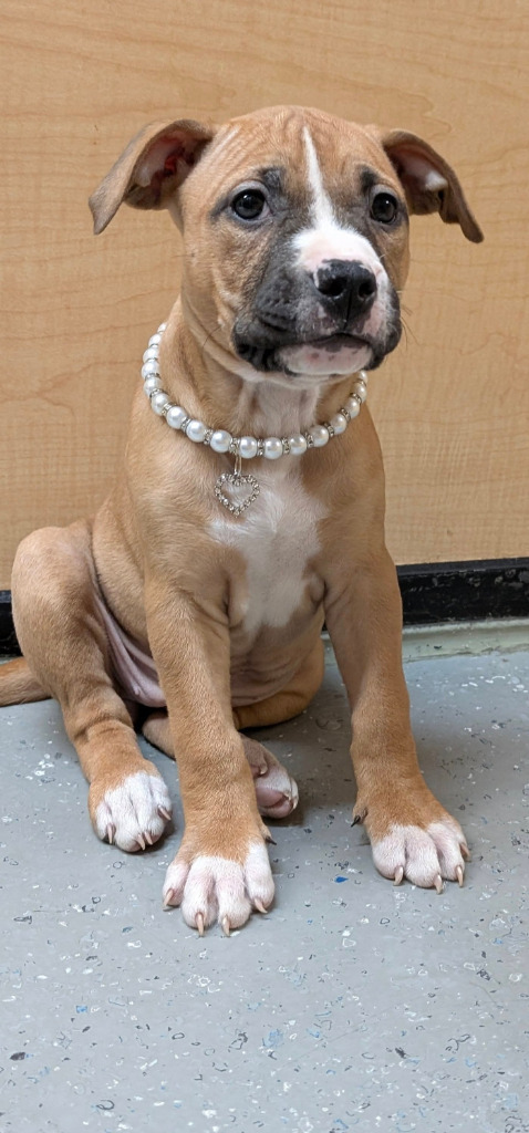 Kona