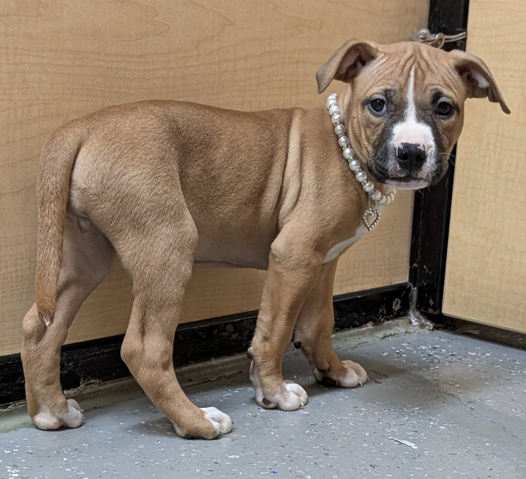 Kona
