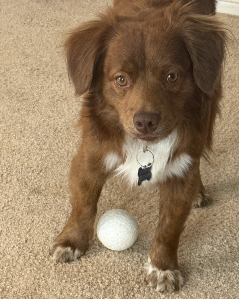 SIMBA