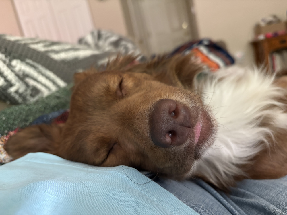SIMBA