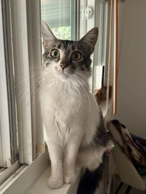 PESTO, Adult Female Domestic Medium Hair