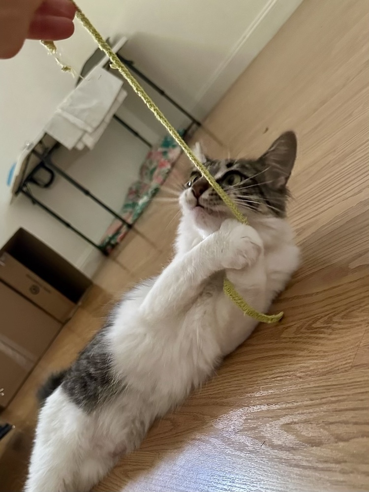 PESTO, an adoptable Domestic Medium Hair in Broomfield, CO, 80020 | Photo Image 2