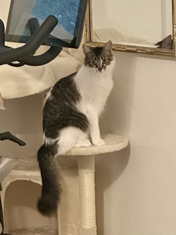 PESTO, an adoptable Domestic Medium Hair in Broomfield, CO, 80020 | Photo Image 3