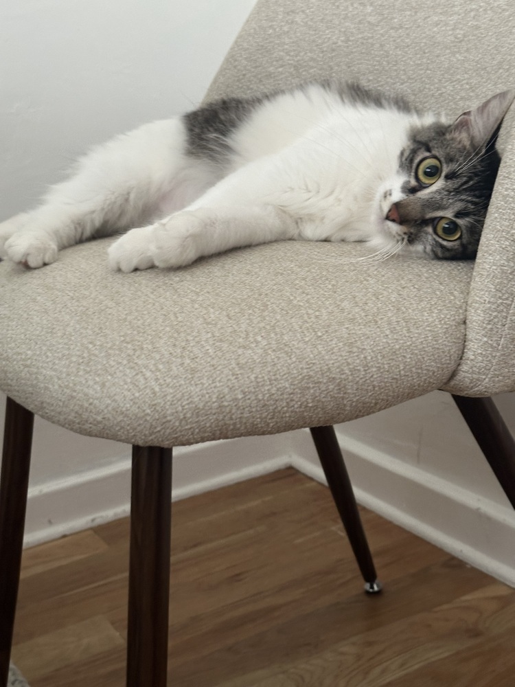 PESTO, an adoptable Domestic Medium Hair in Broomfield, CO, 80020 | Photo Image 4