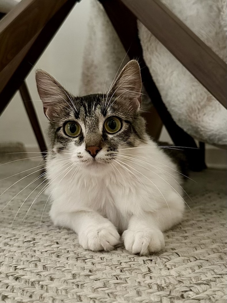 PESTO, an adoptable Domestic Medium Hair in Broomfield, CO, 80020 | Photo Image 5