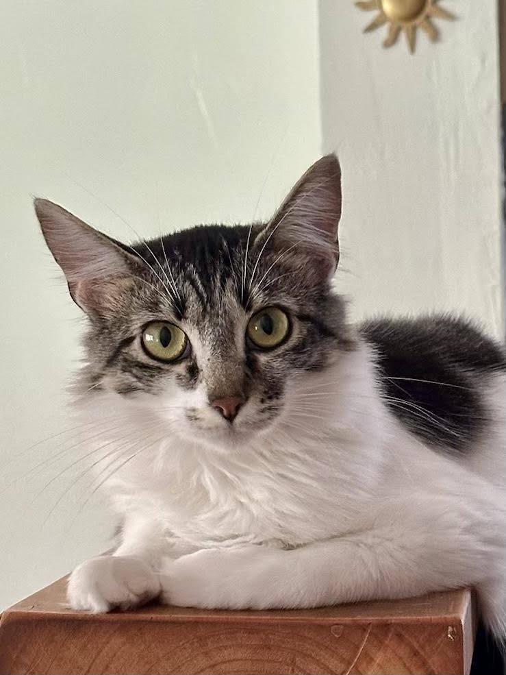 PESTO, an adoptable Domestic Medium Hair in Broomfield, CO, 80020 | Photo Image 6