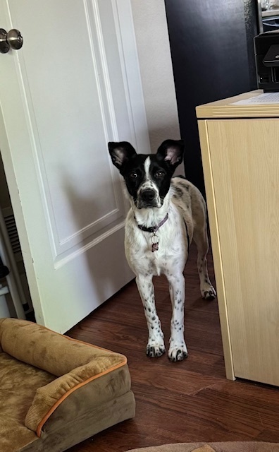 SUKI
