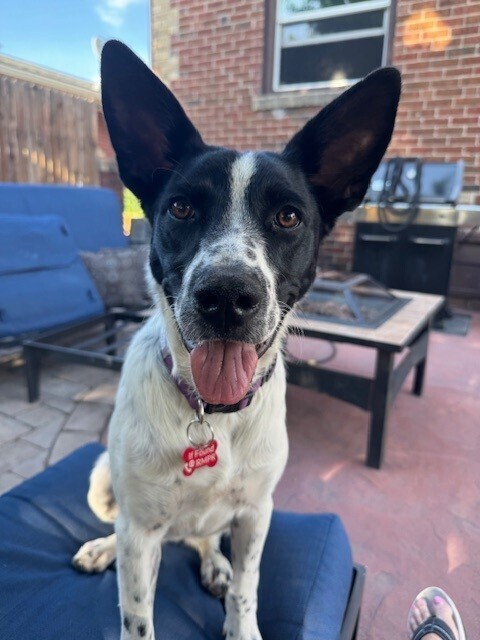 SUKI