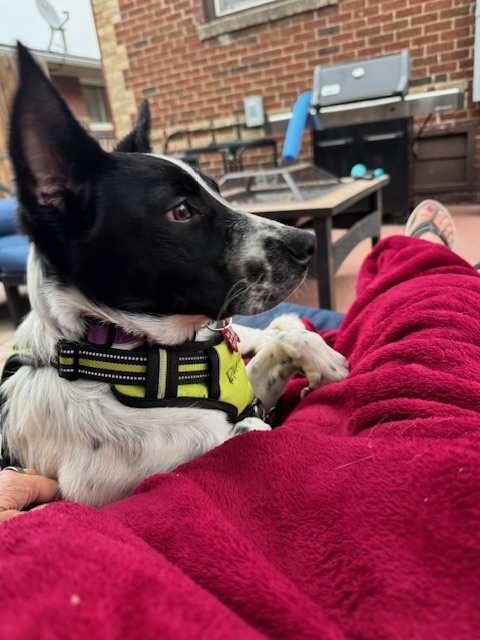 SUKI