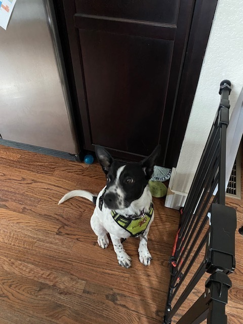 SUKI