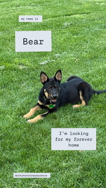 BEAR