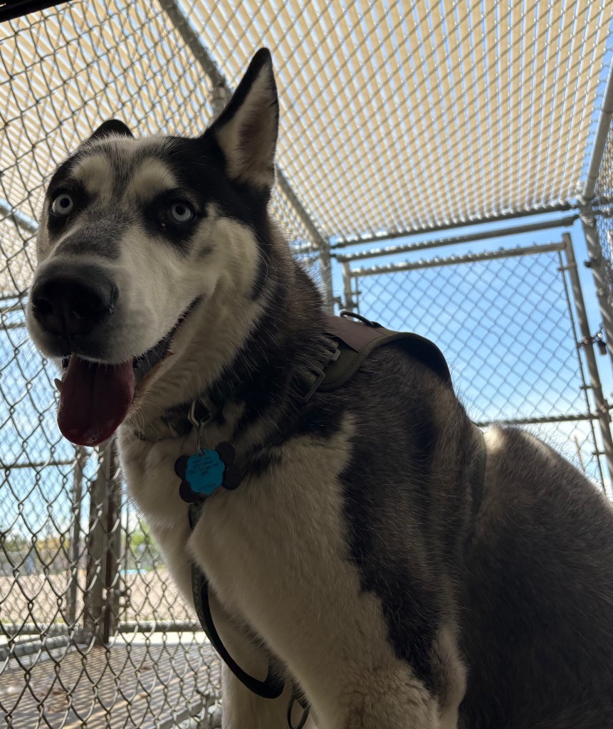 Oreo, an adoptable Husky in Rock Springs, WY, 82901 | Photo Image 1