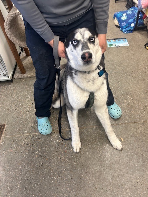 Oreo, an adoptable Husky in Rock Springs, WY, 82901 | Photo Image 2