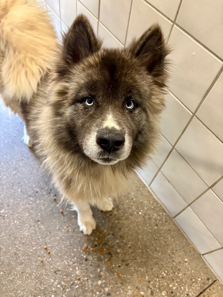 Arctic, an adoptable Akita in Rock Springs, WY, 82901 | Photo Image 1