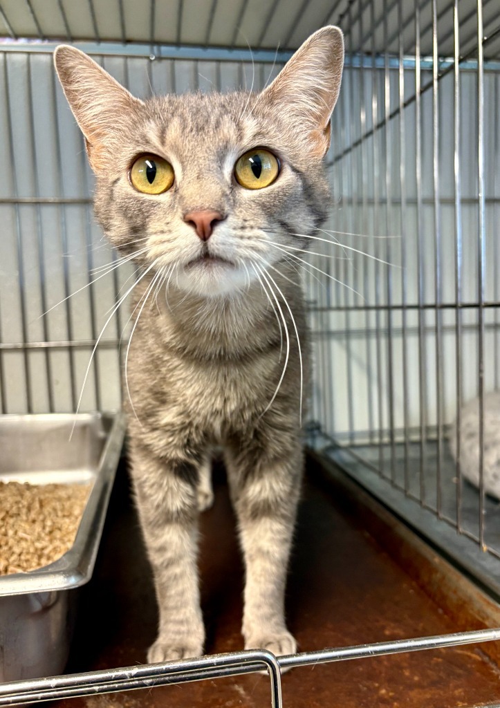 Cassey, an adoptable Domestic Short Hair in Rock Springs, WY, 82901 | Photo Image 1