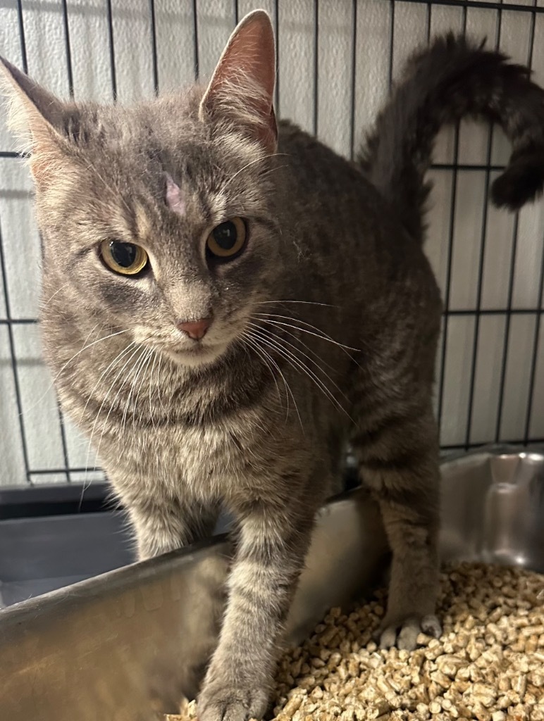 Cassey, an adoptable Domestic Short Hair in Rock Springs, WY, 82901 | Photo Image 2