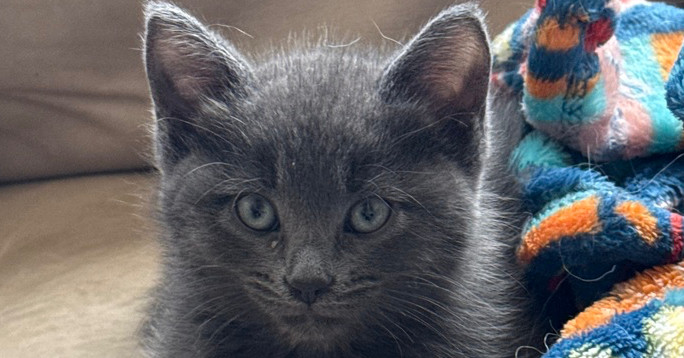 Aster, an adoptable Domestic Short Hair in Lafayette, CO, 80026 | Photo Image 1