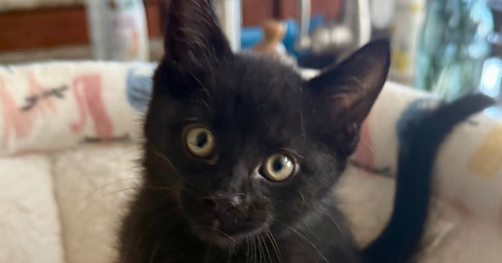Cosmos, an adoptable Domestic Short Hair in Lafayette, CO, 80026 | Photo Image 1