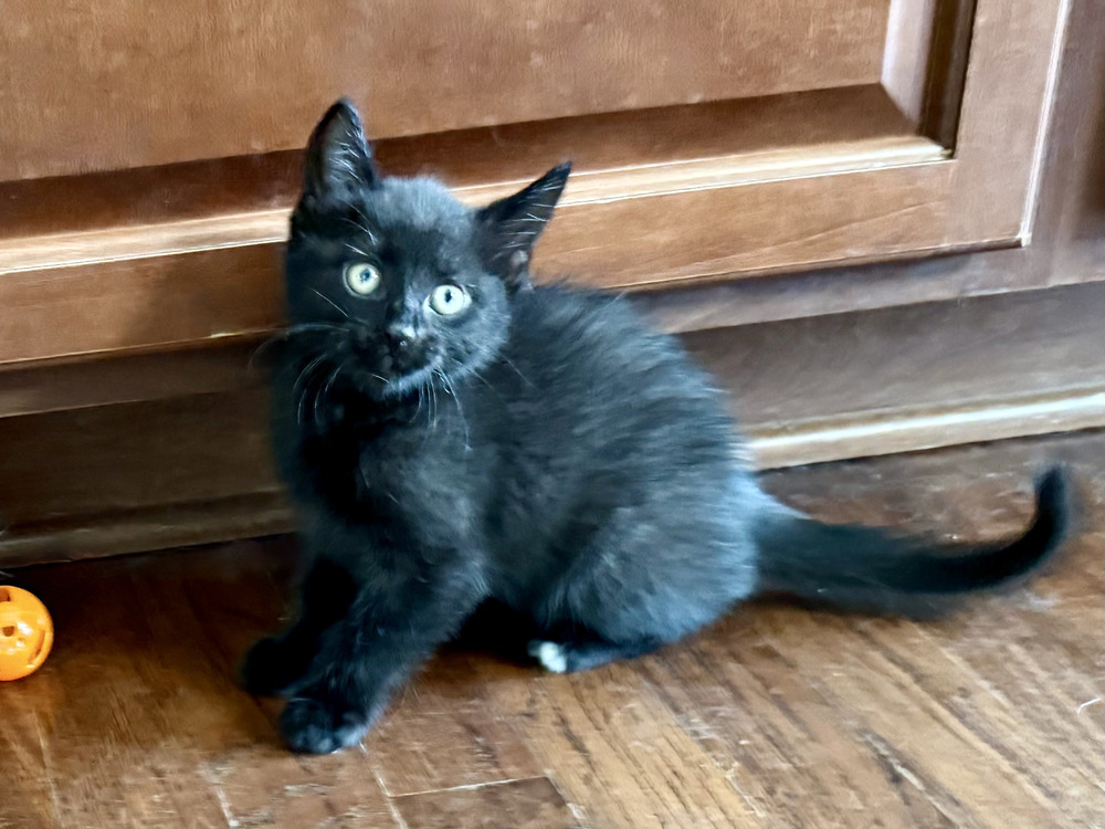 Cosmos, an adoptable Domestic Short Hair in Lafayette, CO, 80026 | Photo Image 2