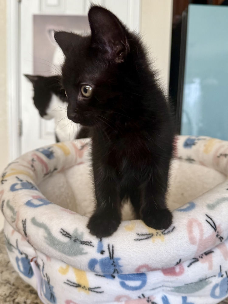 Cosmos, an adoptable Domestic Short Hair in Lafayette, CO, 80026 | Photo Image 3