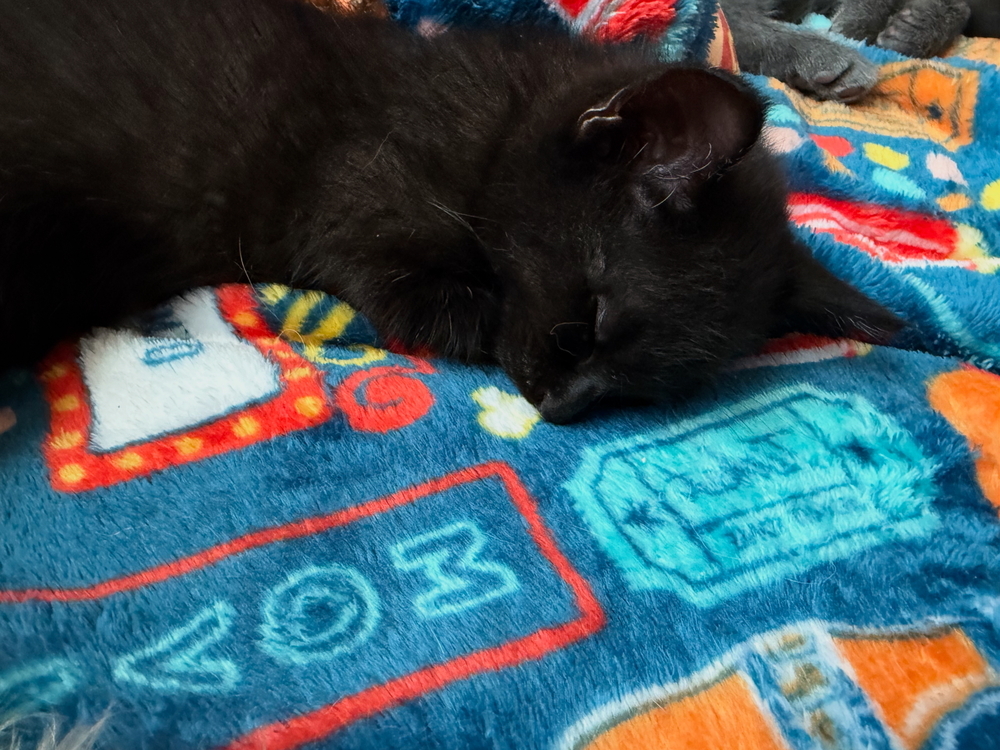 Cosmos, an adoptable Domestic Short Hair in Lafayette, CO, 80026 | Photo Image 4