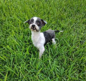 You can fill out an adoption application online on our official websiteEllieTX is a female shih t