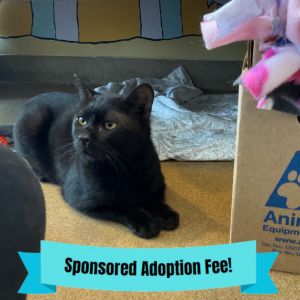 Christopher, Adult Male Domestic Short Hair