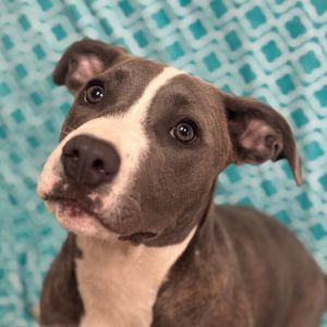 Hi Im Taylor - a 3-month-old Terrier American Pit Bull with a heart full of love and a tail that