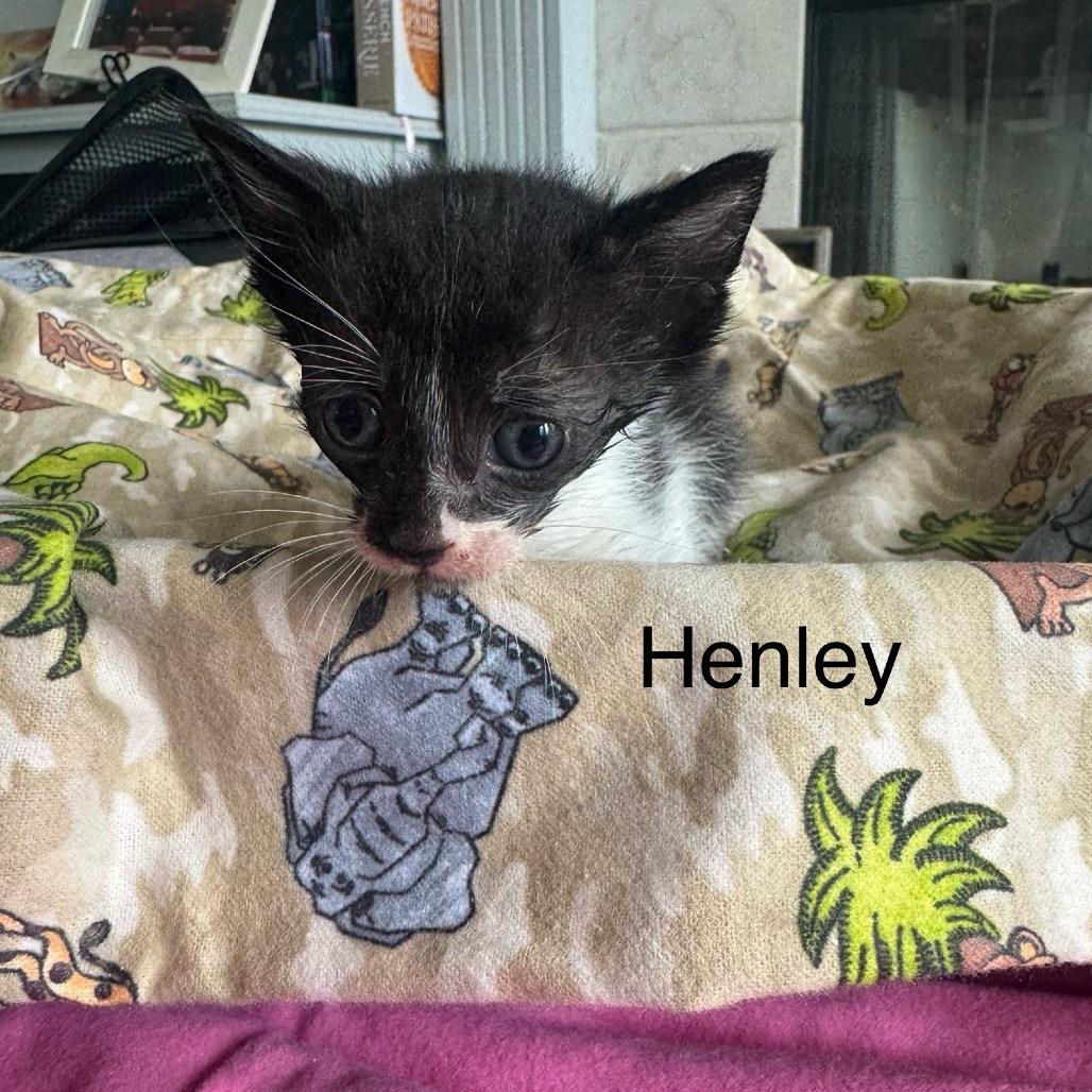 Henley