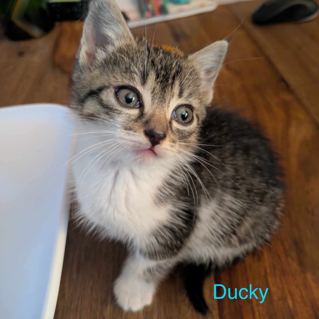 Ducky