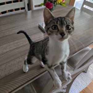 Ducky, Baby Female Domestic Short Hair
