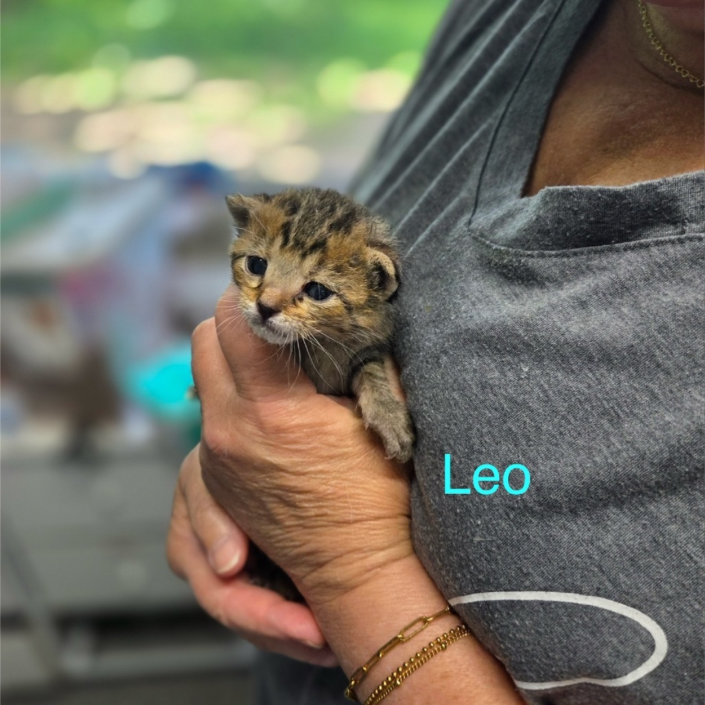 Leo