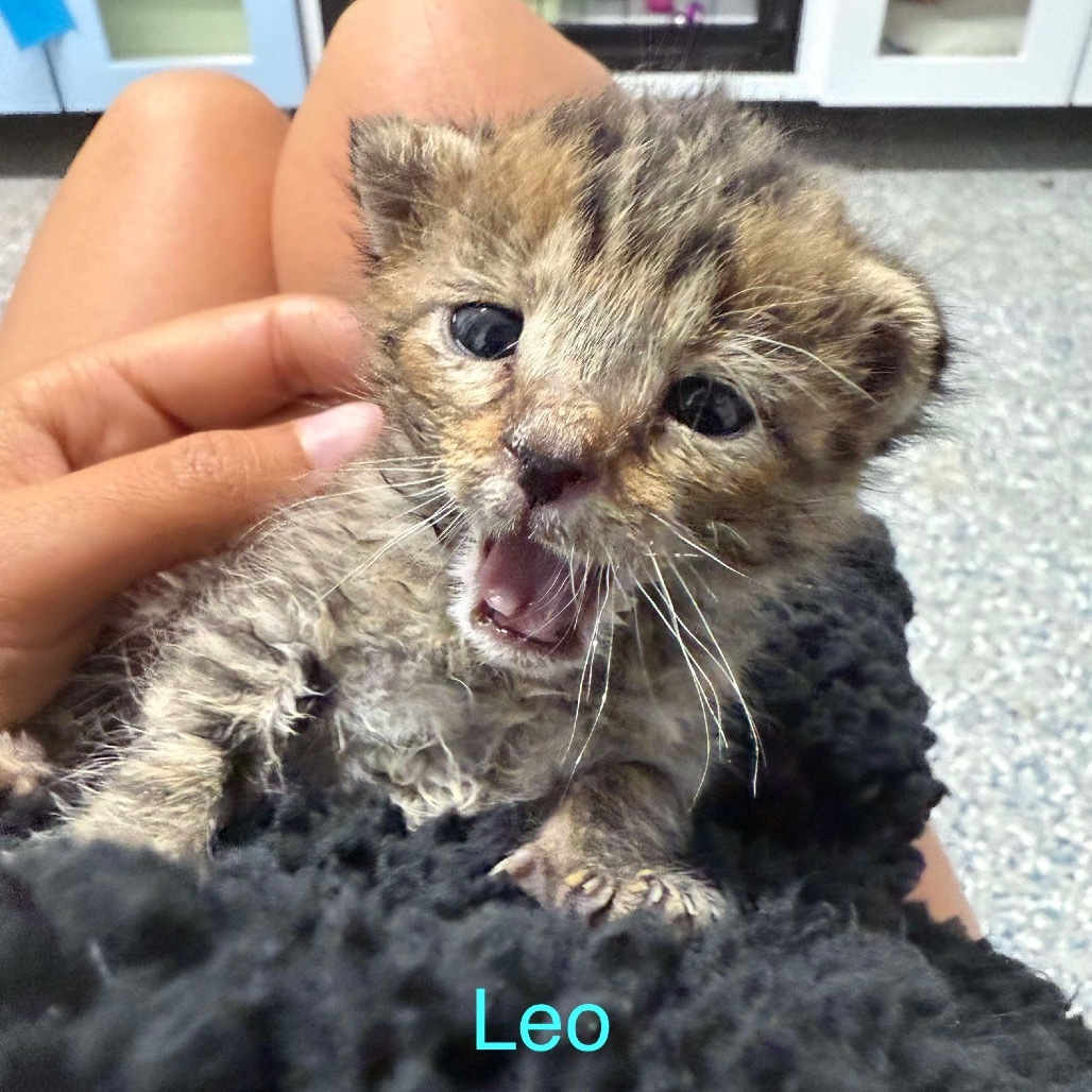 Leo