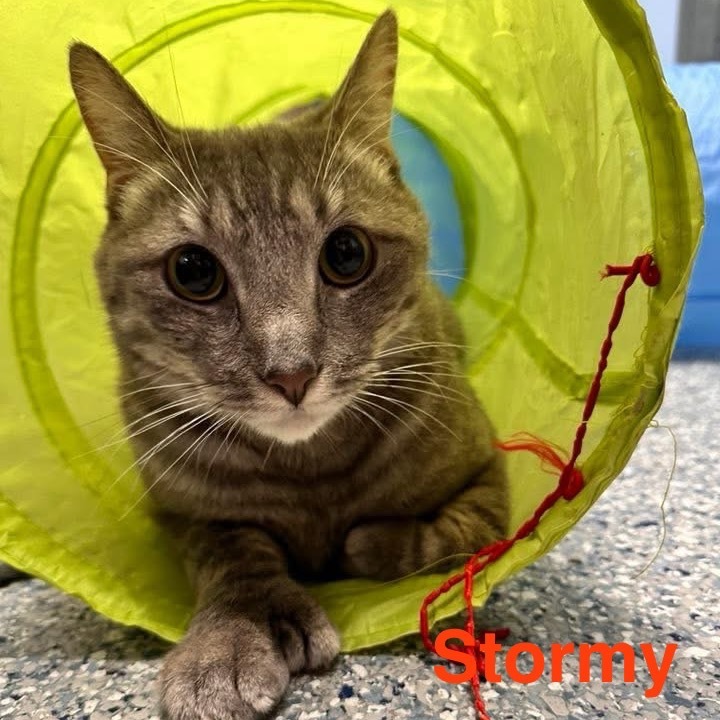 Stormy