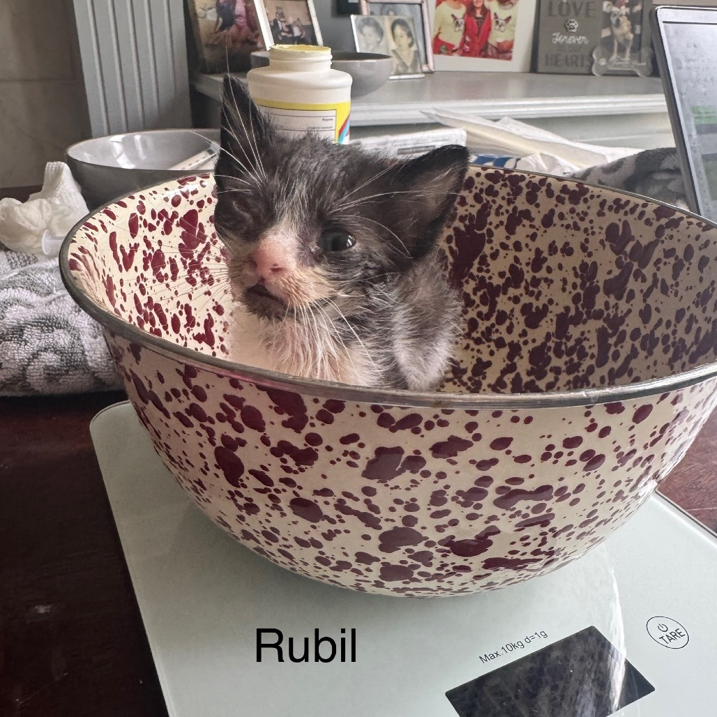 Rubil