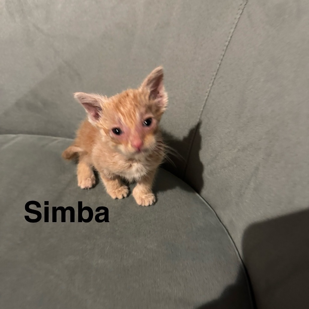 Simba