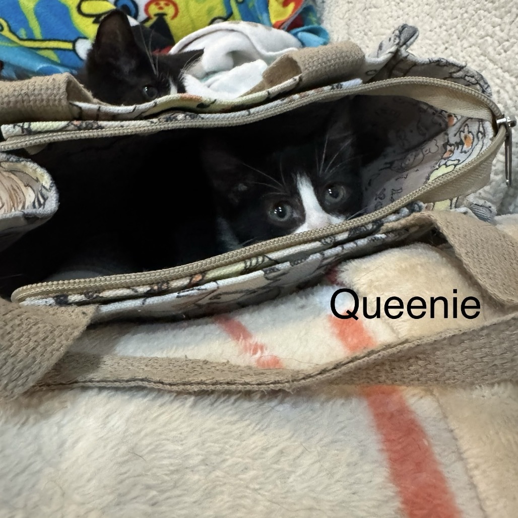 Queenie