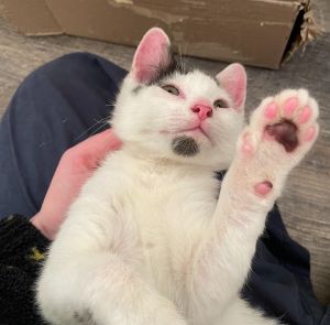 Wexford named after the county in Ireland is a darling kitten who loves to play explore and snug