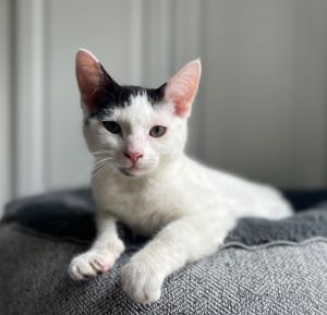 Wexford named after the county in Ireland is a darling kitten who loves to play explore and snug