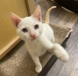 Monaghan named after the county in Ireland is a darling kitten who loves to play explore and snu